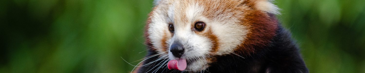 Cavilaciones de un panda rojo.